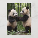 Recherche de petit panda cartes postales Bambou