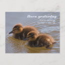 Search for mallards postcards Anas platyrhynchos