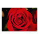 Search for romantic red rose posters Roses