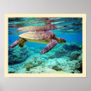 Search for sea turtle posters Chelonia