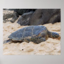 Search for turtle posters Hawaiian