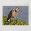 Recherche de héron cartes postales Animaux