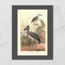 Search for vintage heron postcards Illustration