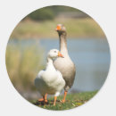 Search for goose photo stickers Nature