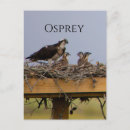 Search for ospreys postcards Birds