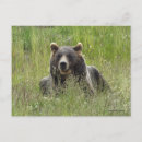 Search for brown bear postcards Alaska