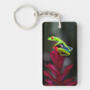 Search for tree frogs keychains Rainforest
