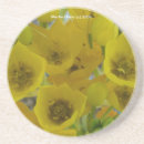 Search for bulb coasters Flowers