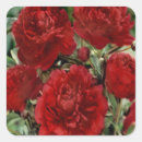 Search for red carnation stickers Nature
