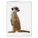 Recherche de suricate cartes postales Image couleur