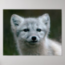 Recherche de kits posters Renard