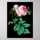 Search for english rose painting posters Pink