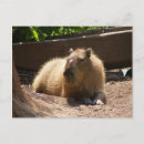 Search for capybaras postcards Animals