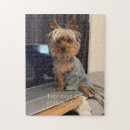Search for yorkie puzzles Yorkshire terrier