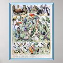 Search for eagle feathers posters Owl