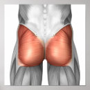 Search for greys anatomy posters Human body parts
