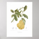 Search for citron posters Vintage