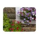 Search for rose window magnets Roses