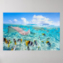 Recherche de manta posters Vie marine