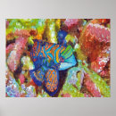 Recherche de mandarine posters Sous l'eau