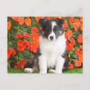 Search for shetland sheepdog postcards Animal