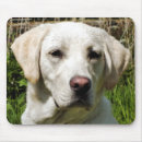 Search for sporting dog electronics Cute