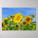 Search for blumen posters Gelb