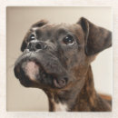 Search for curiosity barware Dog