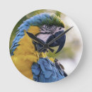 Search for parrot clocks Macaw