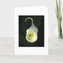 Search for cala lily Flower