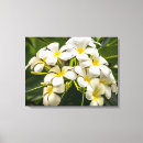 Search for plumeria canvas prints Frangipani