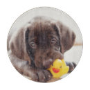 Search for labrador cookware Cute