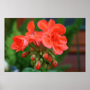 Recherche de sujet photographie Floral