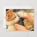 Recherche de cubes vœux cartes Chat