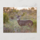Search for odocoileus postcards Outdoor