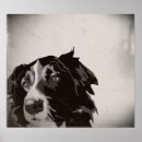 Search for border collies art Animals