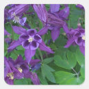 Search for columbine flowers stickers Nature