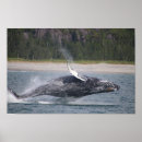 Search for jumping whale posters Humpback