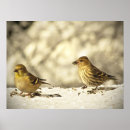 Recherche de finches posters Birds