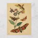 Search for beetle illustration postcards Insect