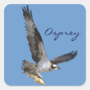 Recherche de balbuzard autocollants Rapaces