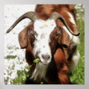 Search for ruminant Farm