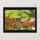 Recherche de papillon de monarque cartes postales Été