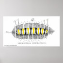 Search for lepidoptera posters Entomology