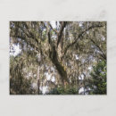 Search for spanish moss Photograph