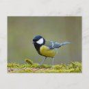 Recherche de tireur cartes postales Oiseau