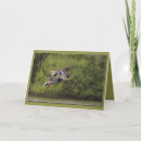 Search for wild duck cards Photography