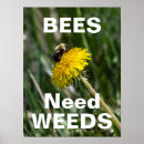 Search for bee weed Flower