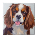Recherche de cocker carreaux Chien