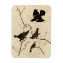 Search for blackbirds magnets Red winged blackbird